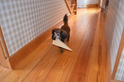 Sophie with door stop