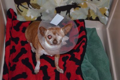 Wilbur after bladder surgery