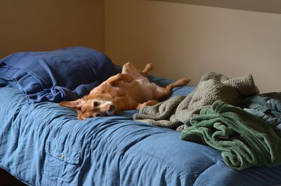 Darla upside down on bed
