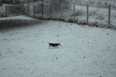 Widget in snow
