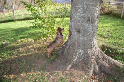 Bugsy at tree Bugsy at tree