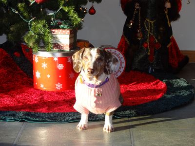 Lucy under Christmas tree