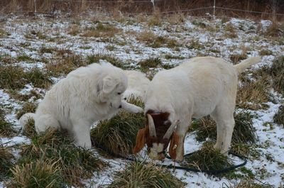 Jordan pawing at Polar