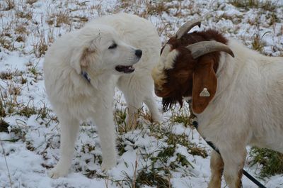 Jordan talking to Polar