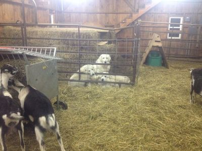 Maremmas in barn jan 15