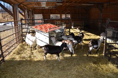 Goat barn interior jan 15