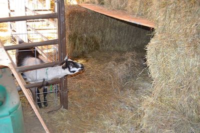 Abby looking at Maremma bale