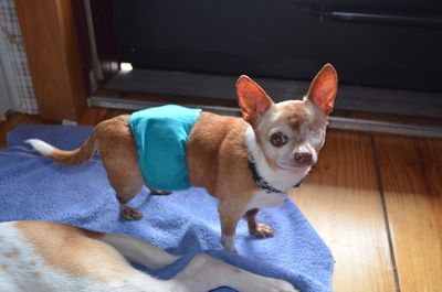 Wilbur with diaper Wilbur with diaper
