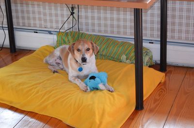 Tanner with toy Tanner with toy