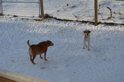 Darla guarding Tanner Darla guarding Tanner