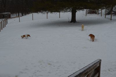 Darla facing Travis 2