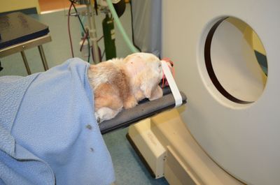 Aurora out of CT scan