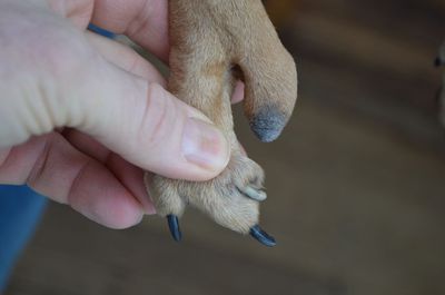 Sunny paw 1 Sunny paw 1