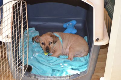 Sunny in crate Sunny in crate