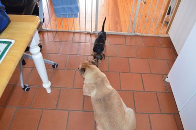 Cap with Holly 1 Cap with Holly 1