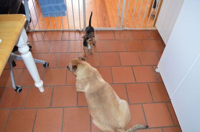 Cap with Holly 2 Cap with Holly 2