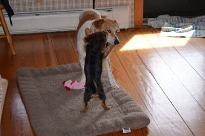 Cap with Tanner 3 Cap with Tanner 3