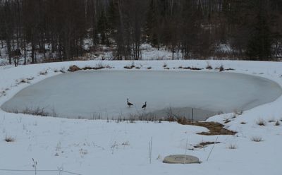 Geese on frozen pond