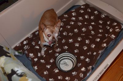 Wilbur with his bowl